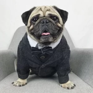 תחפושת חליפה לכלב קטן